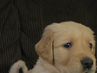 Golden Retriever dogs Honey - Ad 6