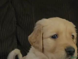 Golden Retriever dogs Honey - Ad 6