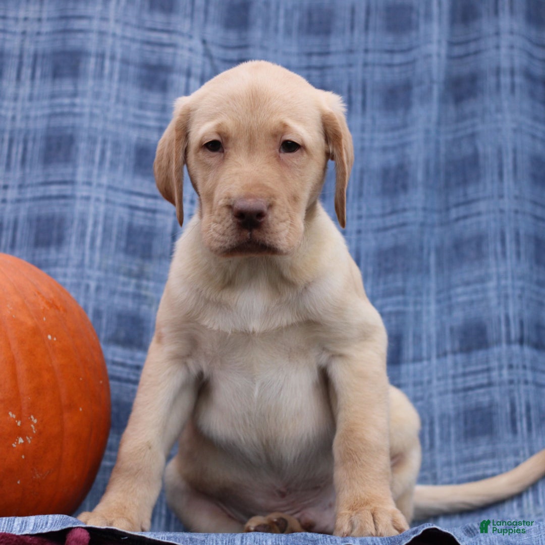 Labrador Retriever dogs for sale: Jerry  - Ad 3