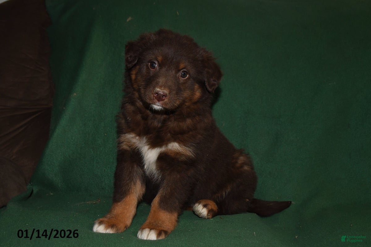 Mixed Breed dogs Chloe - Ad 25