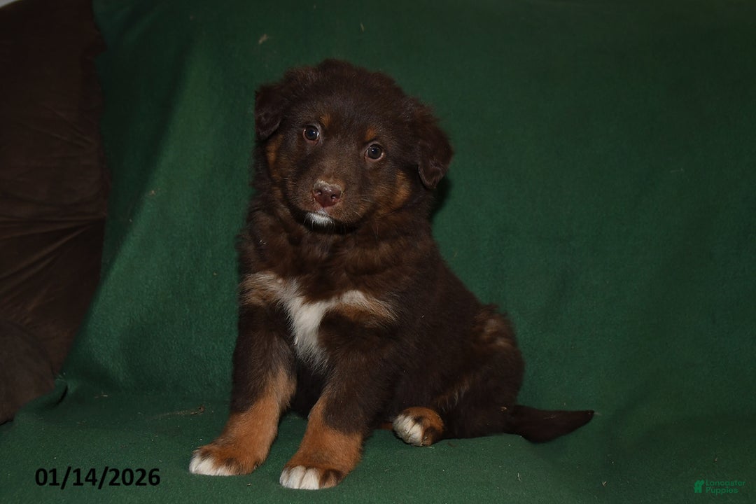 Mixed Breed dogs for sale: Chloe - Ad 1