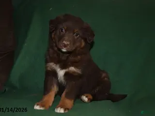 Mixed Breed dogs Chloe - Ad 42