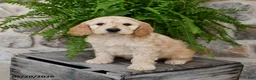 Mini Goldendoodle dogs for sale: Captian - Ad 3