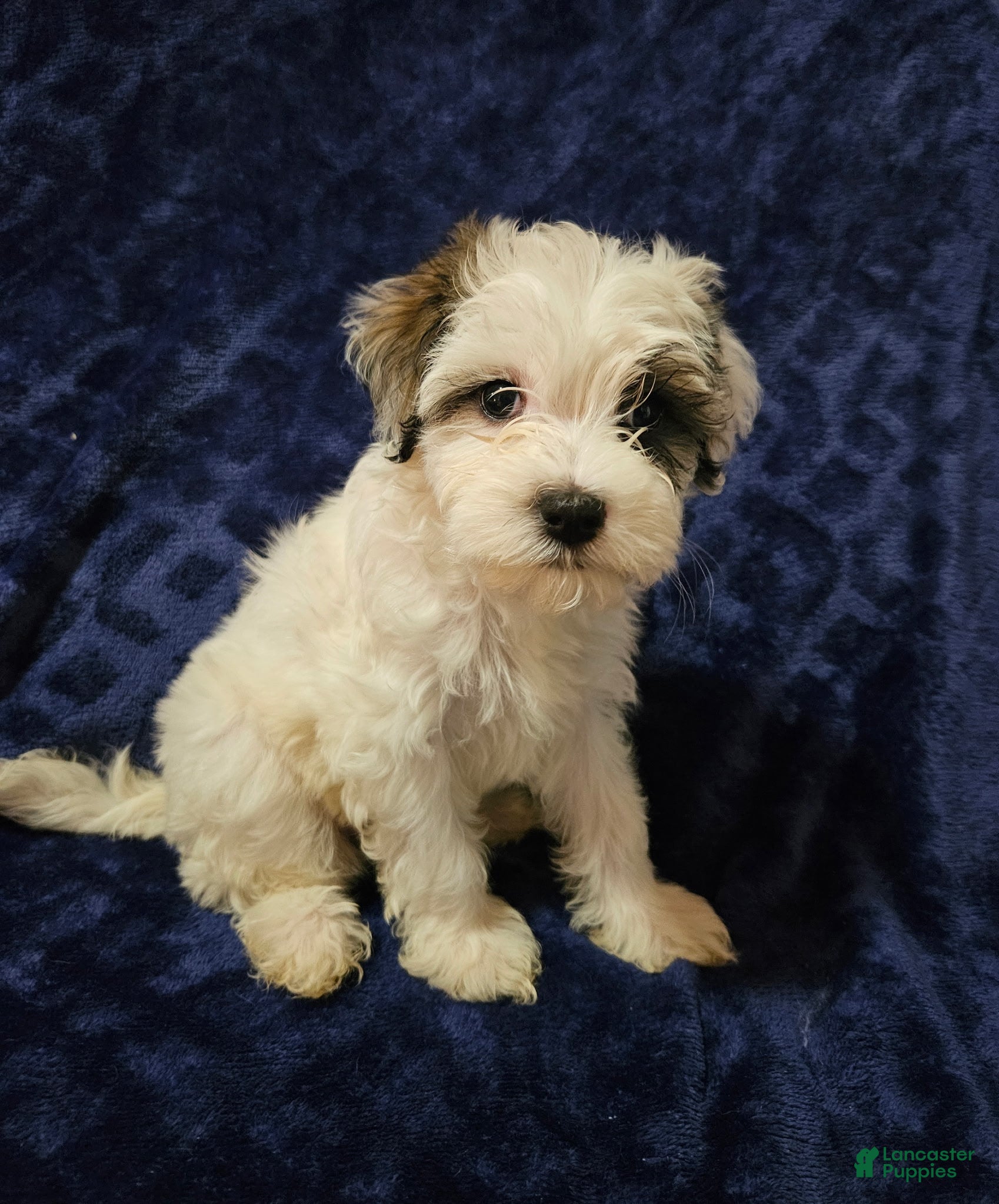 Havanese dogs Havanese Puppy 4 - Ad 18