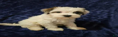 Havanese Puppy 4