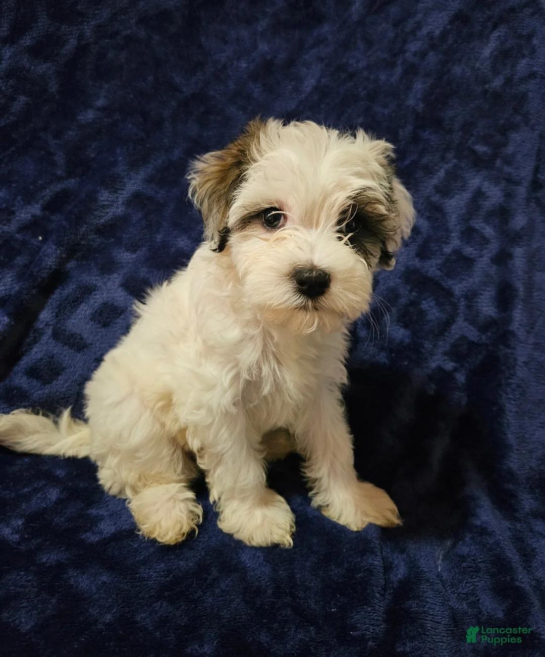 Havanese dogs for sale: Havanese Puppy 4 - Ad 1