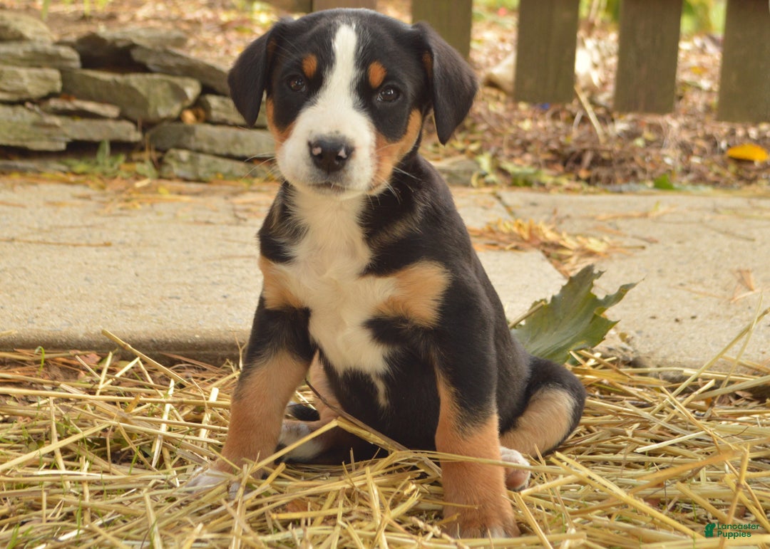 Greater Swiss Mountain Dog Puppies for sale Lancaster Puppies