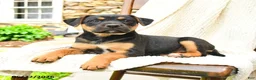 Mixed Breed dogs for sale: Madison - Ad 2