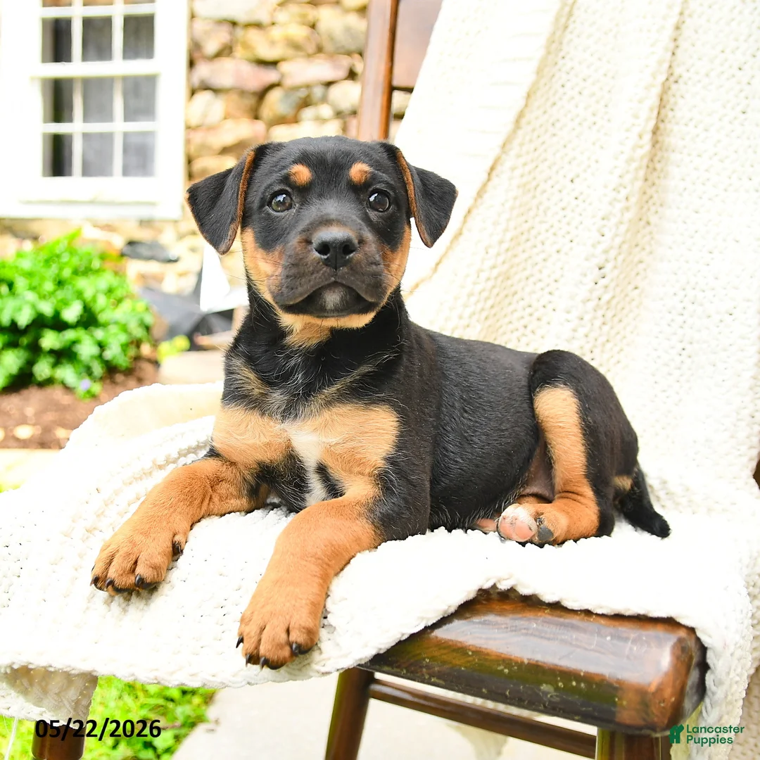 Mixed Breed dogs for sale: Madison - Ad 2