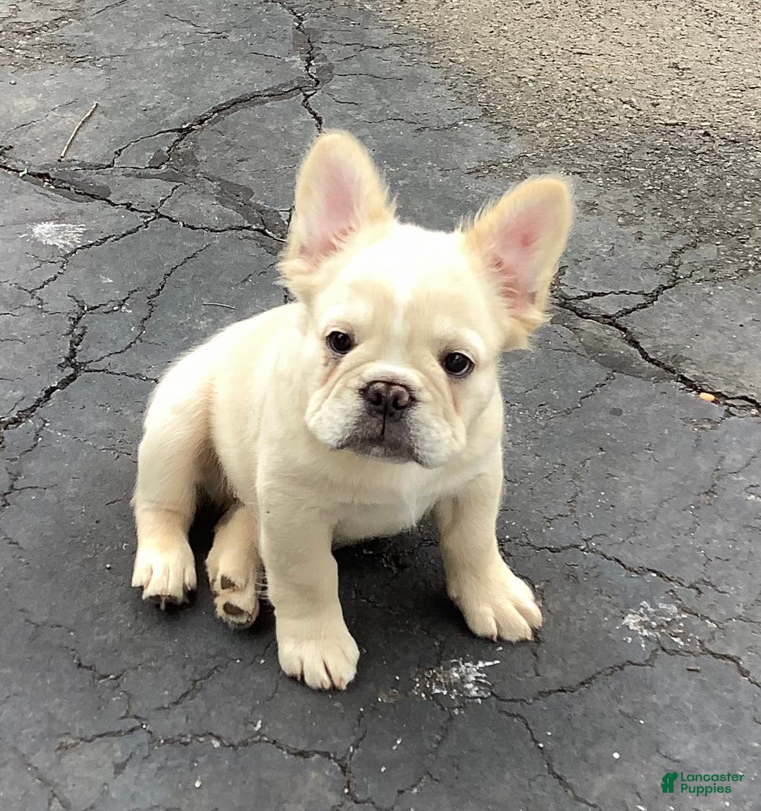 Fluffy Frenchie French Bulldogs For Sale Under $1000 Brown And