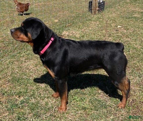 Rottweiler dogs Pepples - Ad 2