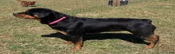 Rottweiler dogs for sale: Ellie - Ad 3