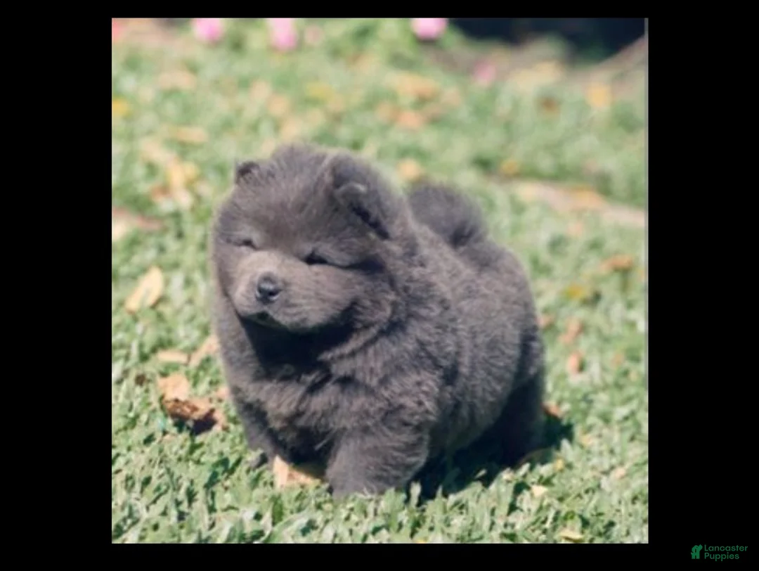Chow Chow dogs for sale: Chow Chow Puppy 5 - Ad 11