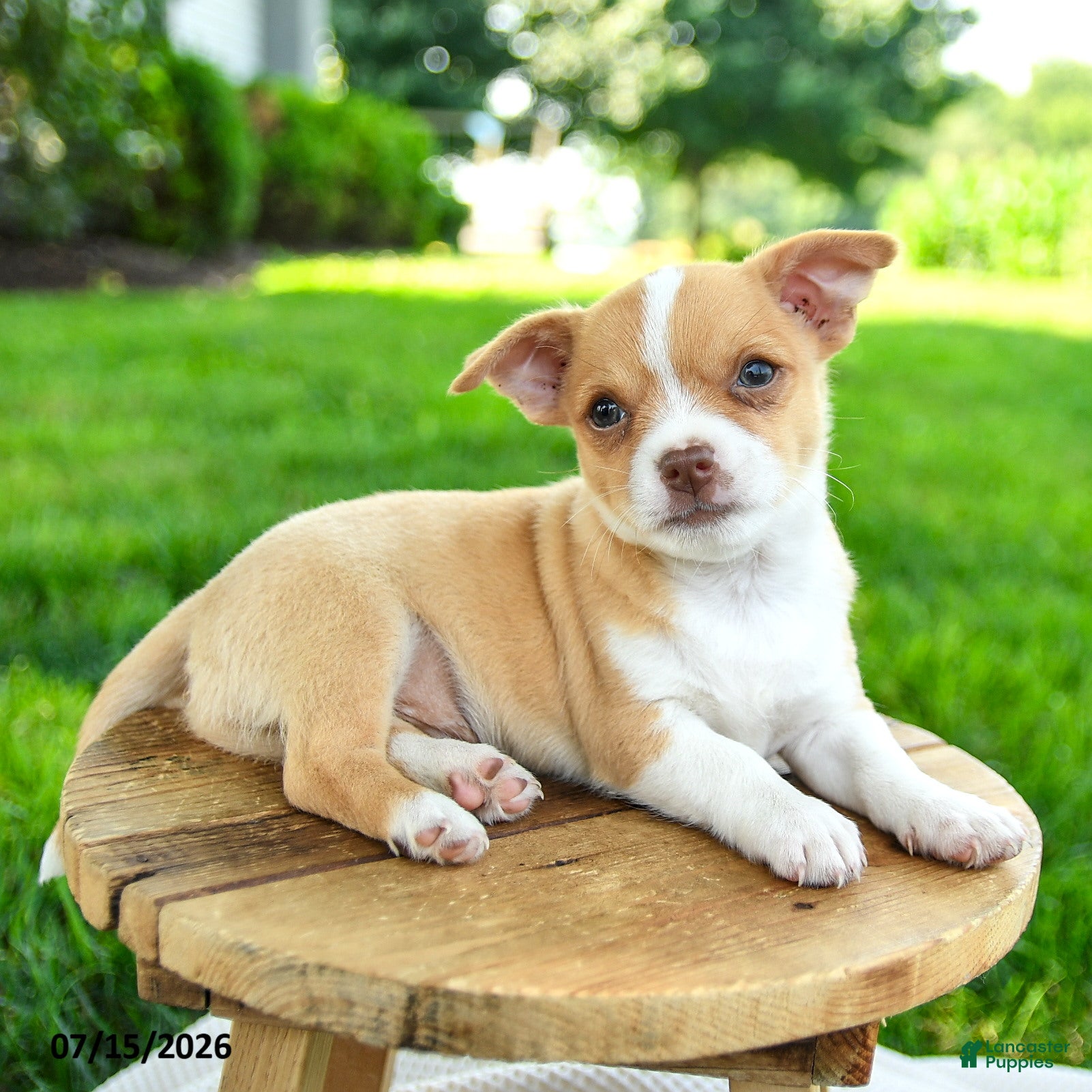 Chihuahua dogs Novak - Ad 2