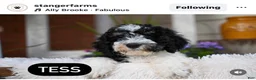Bernedoodle dogs for sale: Alpine  - Ad 14