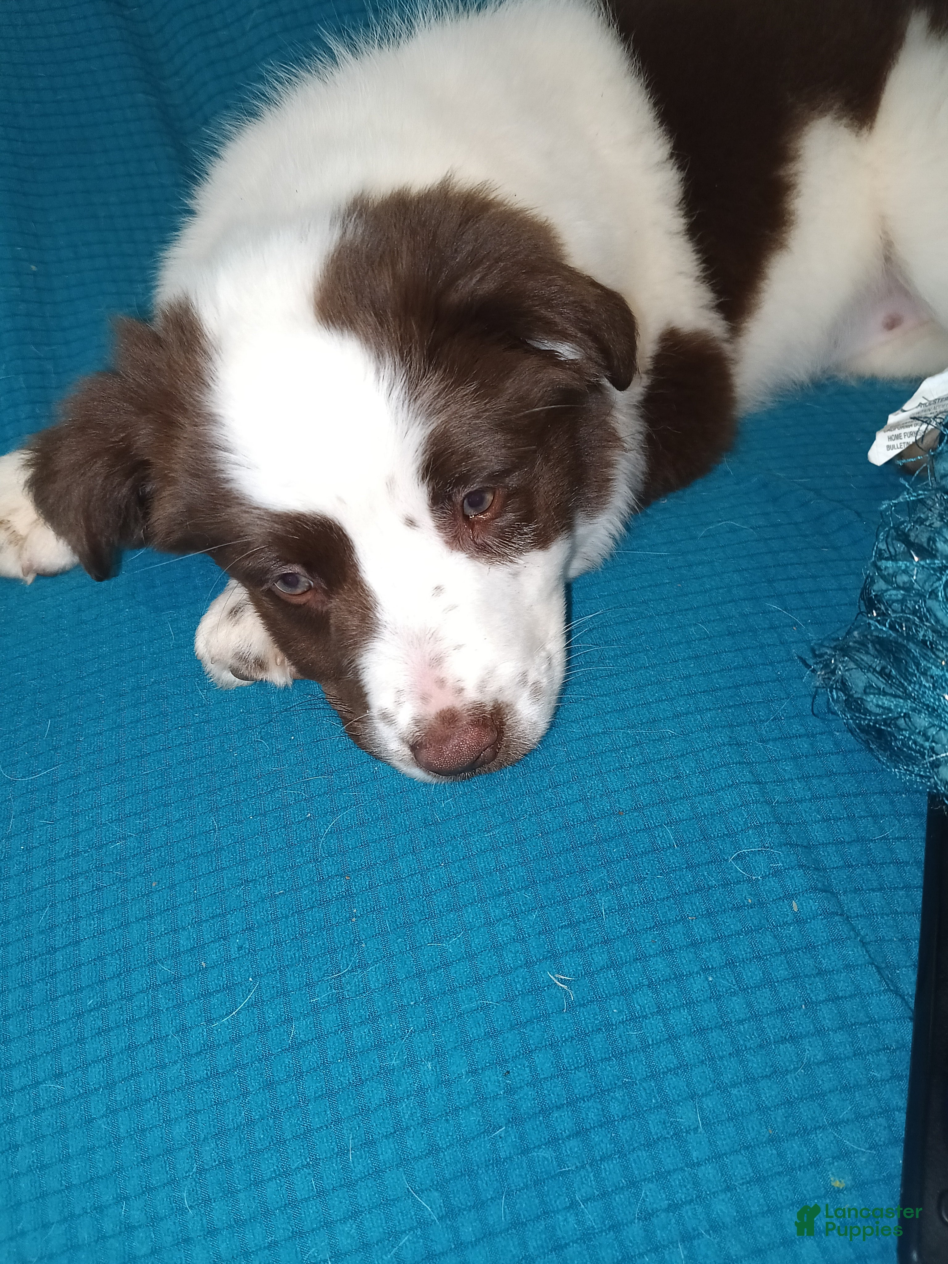 Australian Shepherd dogs Australian Shepherd Puppy 1 - Ad 38