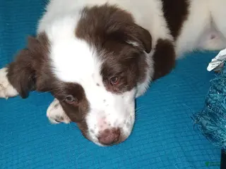 Australian Shepherd dogs Australian Shepherd Puppy 1 - Ad 38