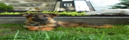 German Shepherd dogs for sale: Barb  - Ad 3