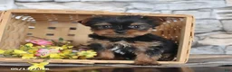 Yorkshire Terrier dogs for sale: Jane - Ad 3