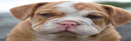 Mixed Breed dogs for sale: Hercules Bulldog hybrid  - Ad 20