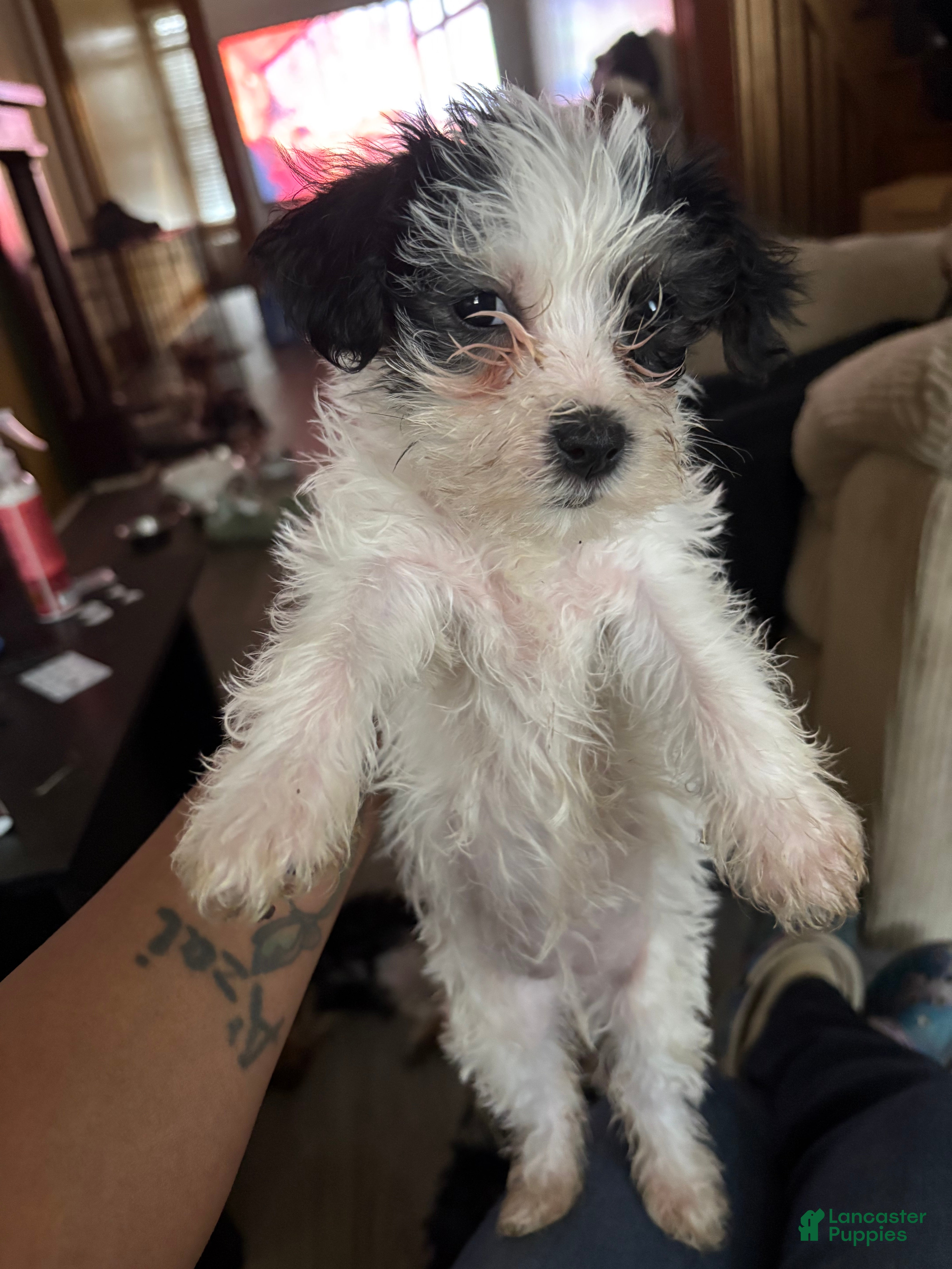 Yorkiepoo dogs Yorkiepoo Puppy 3 - Ad 39