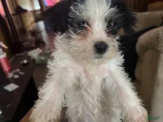 Yorkiepoo dogs Yorkiepoo Puppy 3 - Ad 39