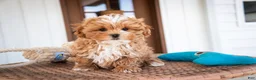 Shihpoo dogs for sale: Bowie - Ad 3