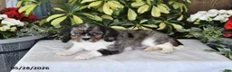 Cavalier King Charles Spaniel dogs for sale: Roxie - Ad 2