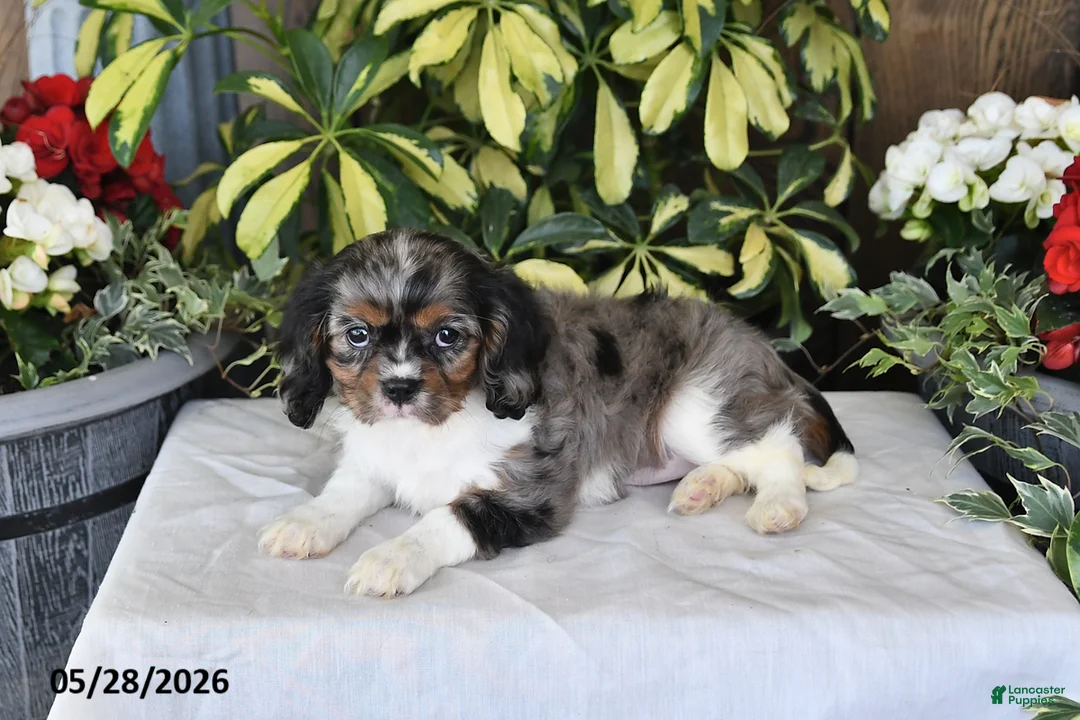 Cavalier King Charles Spaniel dogs for sale: Roxie - Ad 2