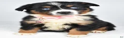 Miniature Australian Shepherd dogs for sale: Olympia - Ad 6