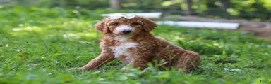 Hazel AKC