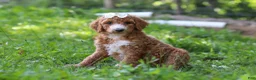 Standard Poodle dogs for sale: Hazel AKC - Ad 1