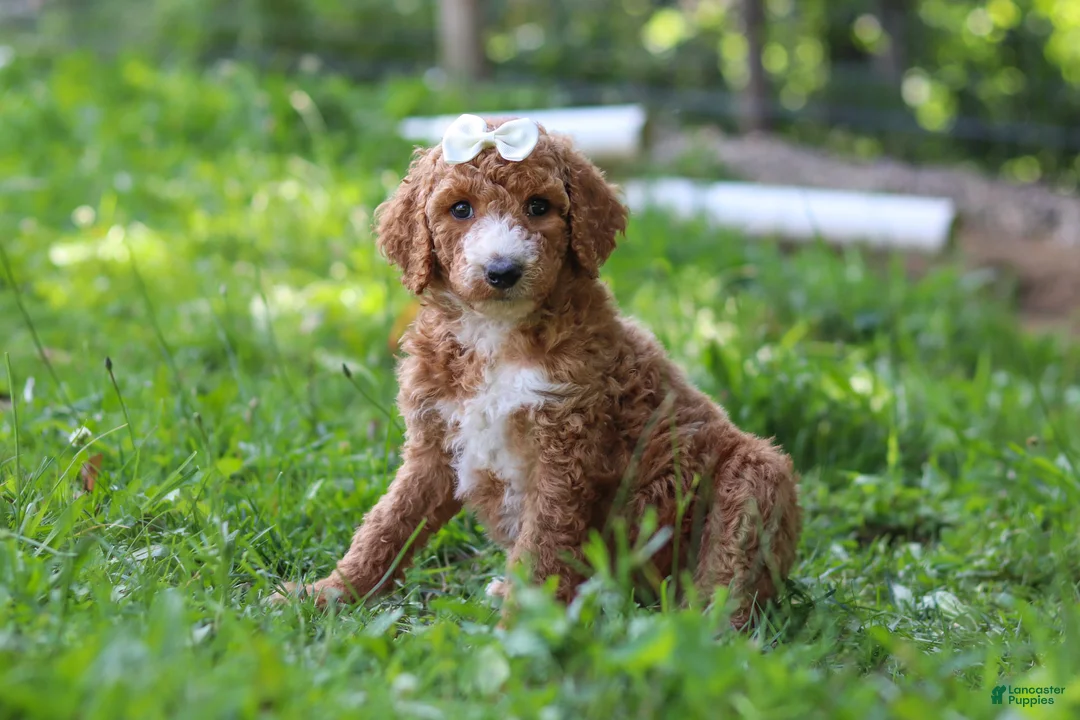 Standard Poodle dogs for sale: Hazel AKC - Ad 1