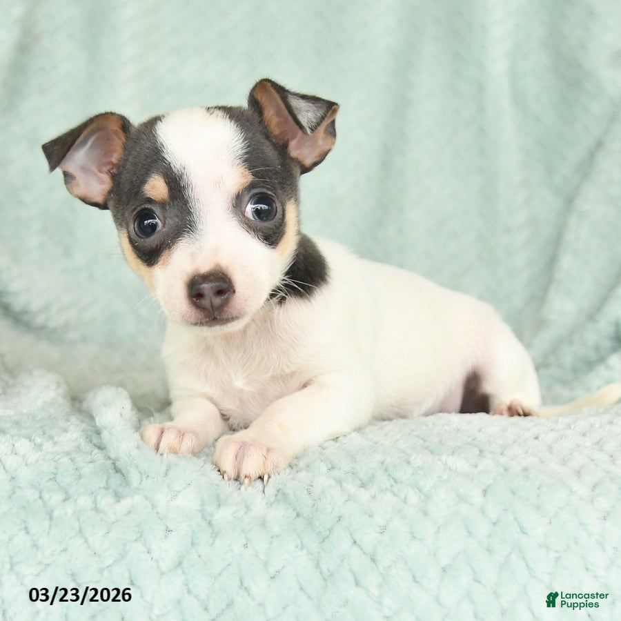 Chihuahua dogs Emma - Ad 1