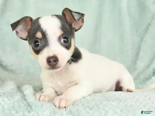 Chihuahua dogs for sale: Emma - Ad 1