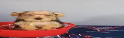 Yorkshire Terrier dogs for sale: Yorkshire Terrier 1 - Ad 14