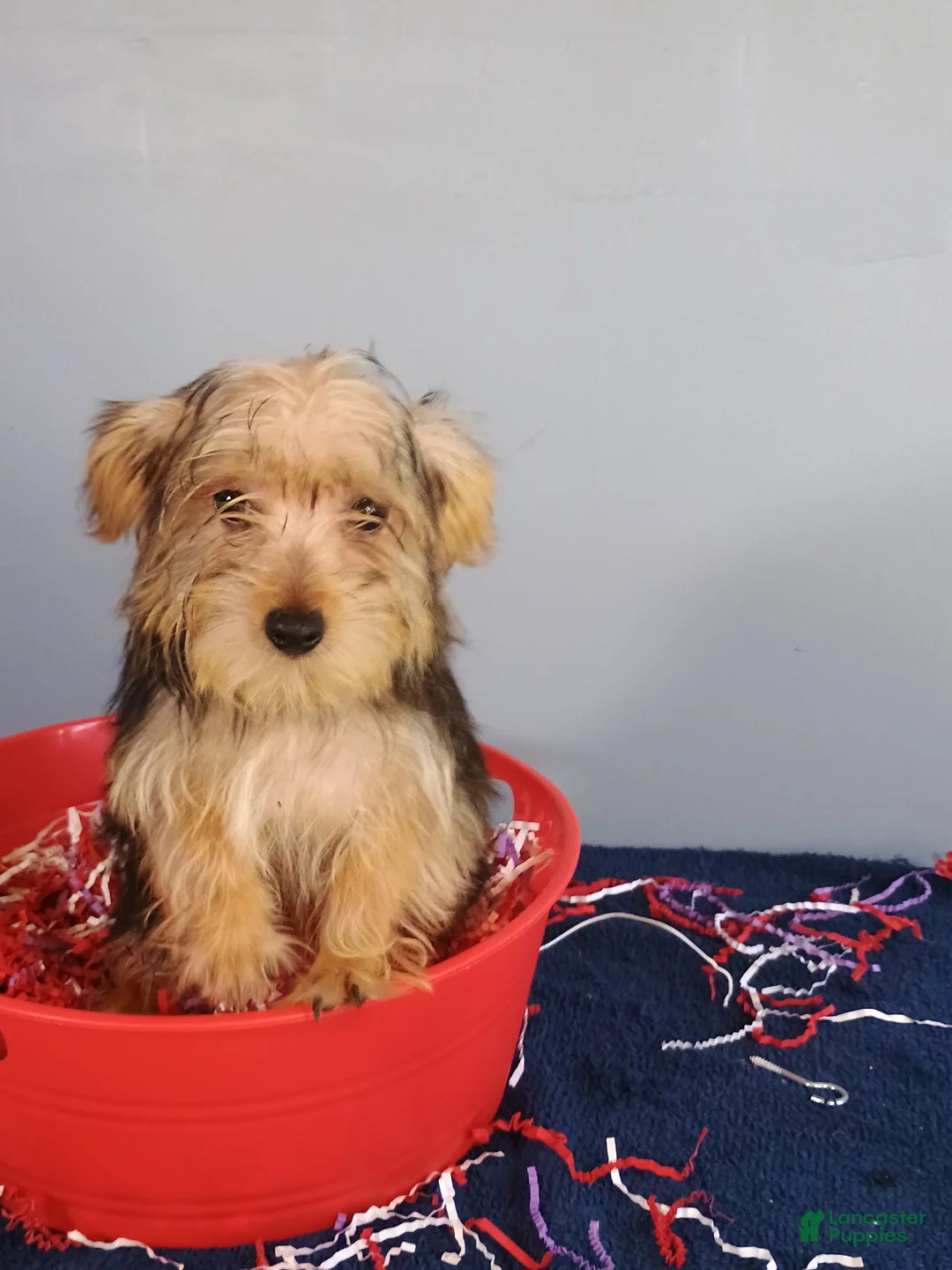 Yorkshire Terrier dogs for sale: Yorkshire Terrier 1 - Ad 14