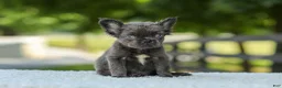 French Bulldog dogs for sale: Kate - Ad 8