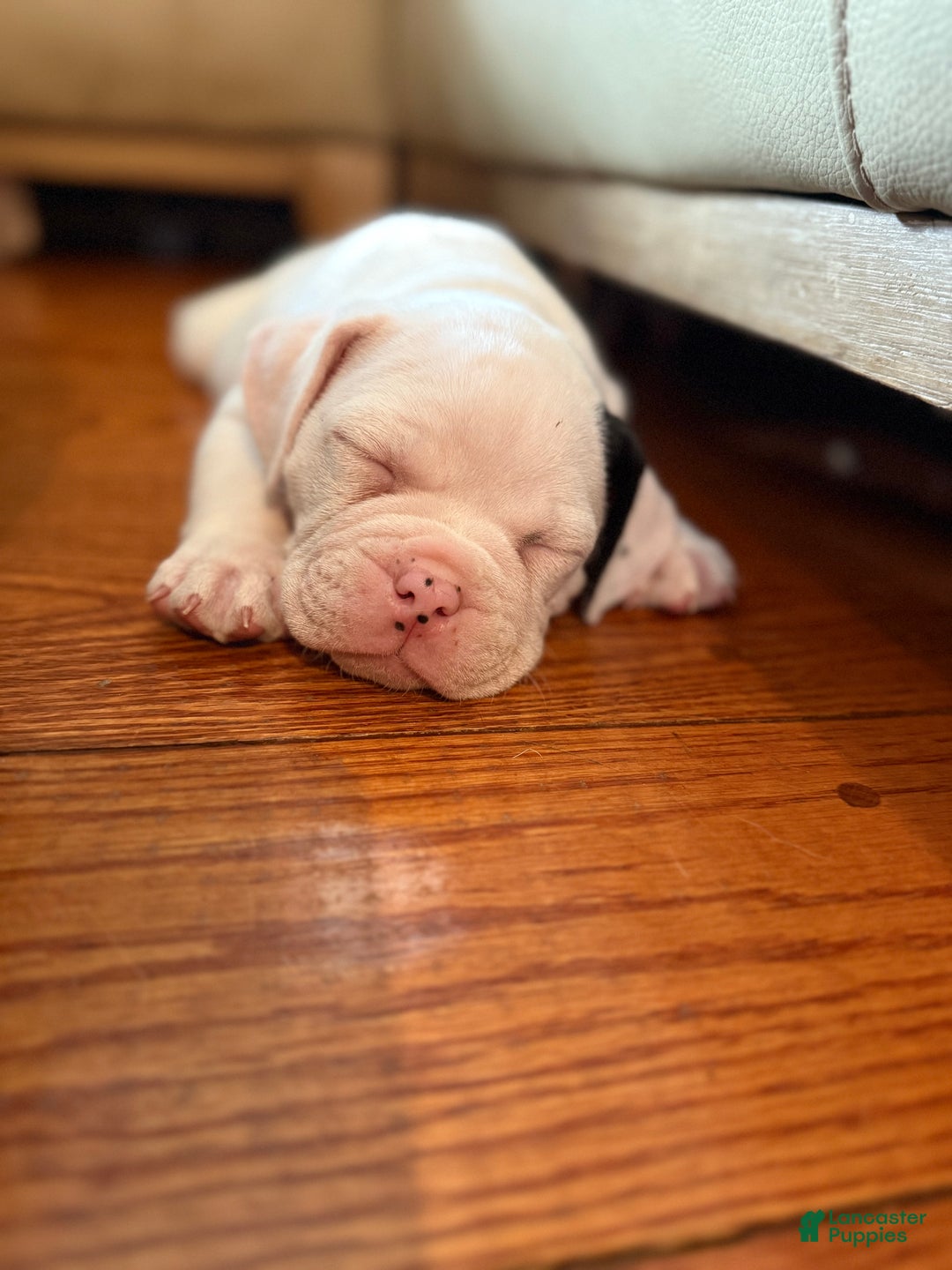 Olde English Bulldogge dogs for sale: Olde English Bulldogge Puppy 2 - Ad 7