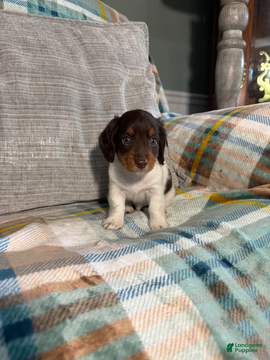 Miniature Dachshund dogs for sale: Charlie - Ad 2