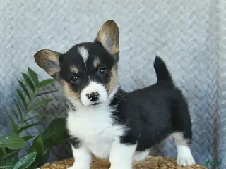 Welsh Corgi Pembroke dogs Pita - Ad 31