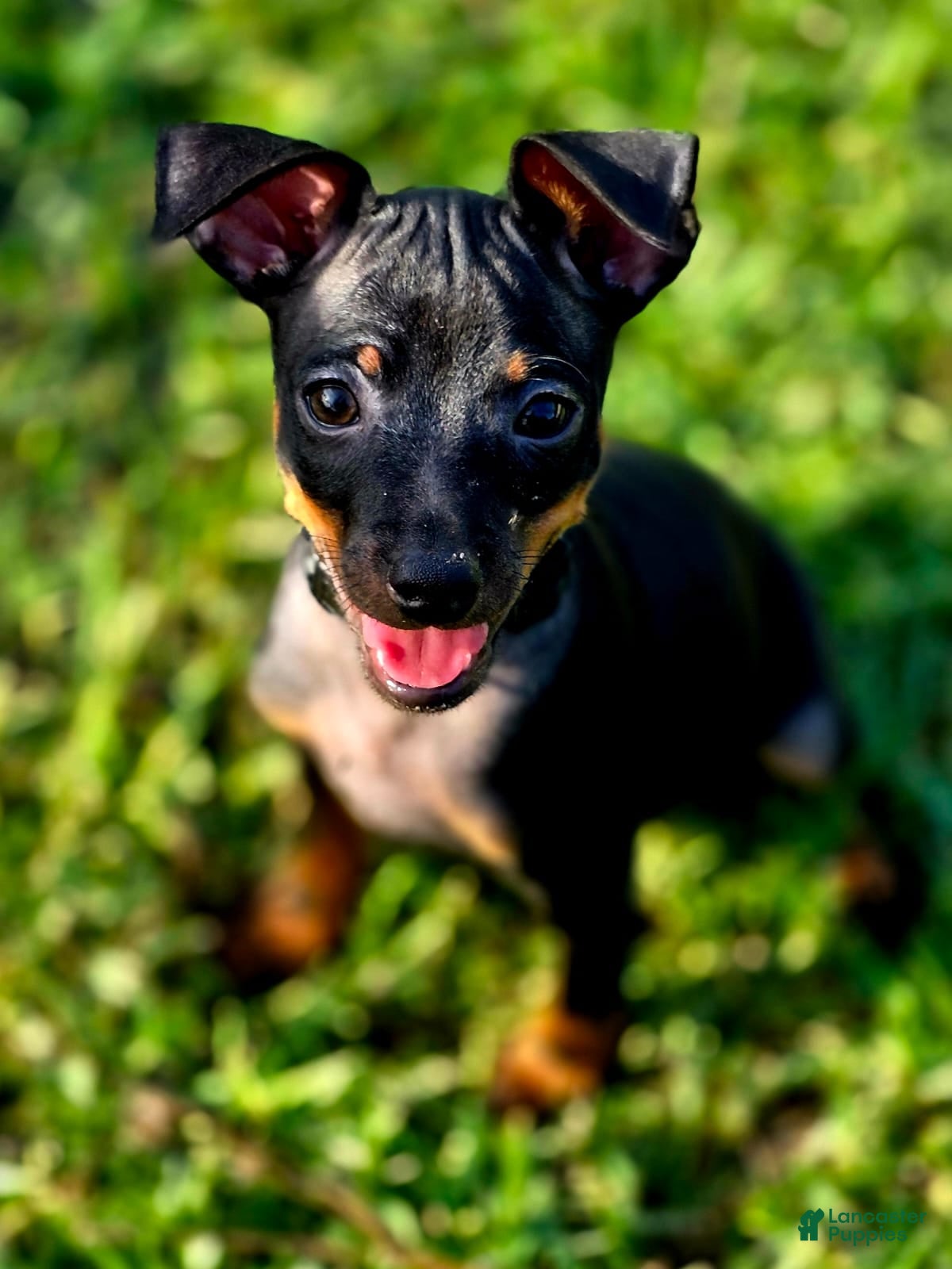 Miniature Pinscher dogs Black - Ad 2