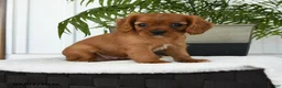 Cavalier King Charles Spaniel dogs for sale: Harrison - Ad 3