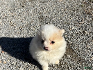 Pomeranian dogs Ruby - Ad 38
