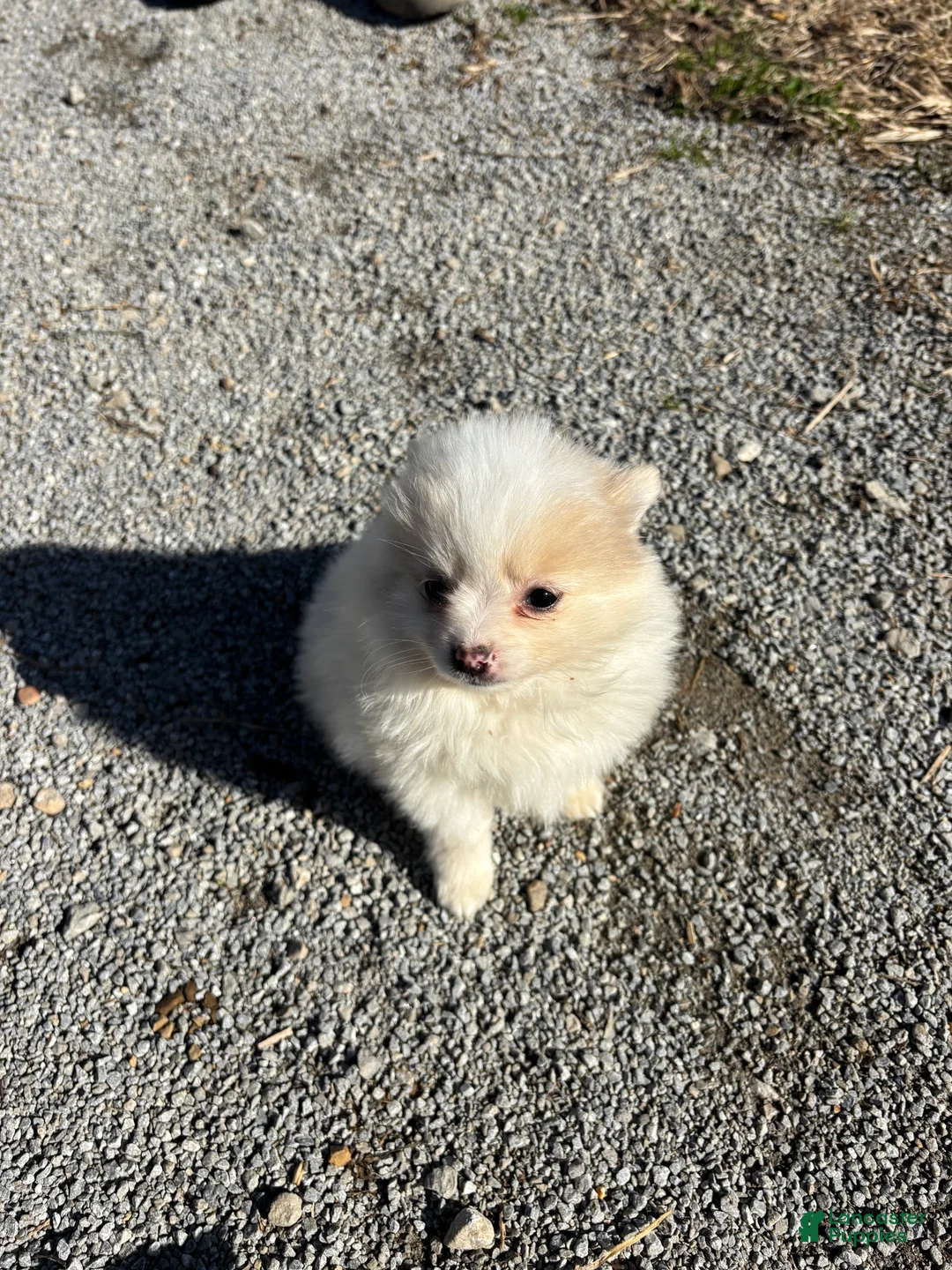 Pomeranian dogs for sale: Ruby - Ad 1