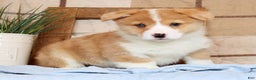 Welsh Corgi Pembroke dogs for sale: Clifford - Ad 9