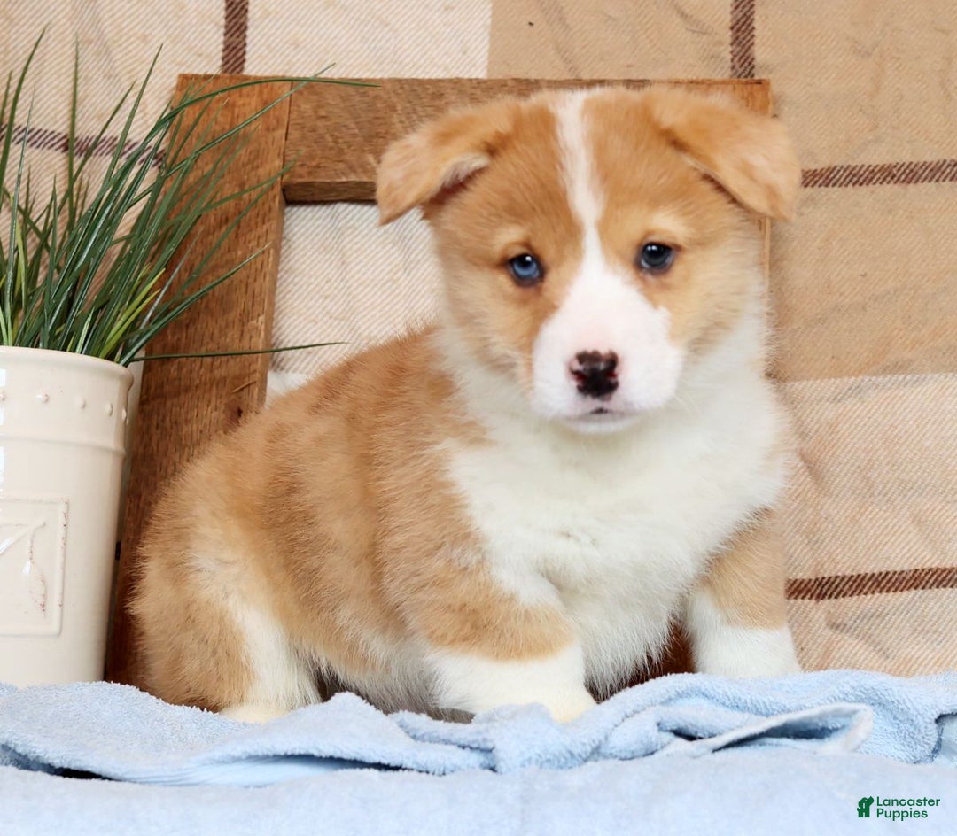 Welsh Corgi Pembroke dogs for sale: Clifford - Ad 9