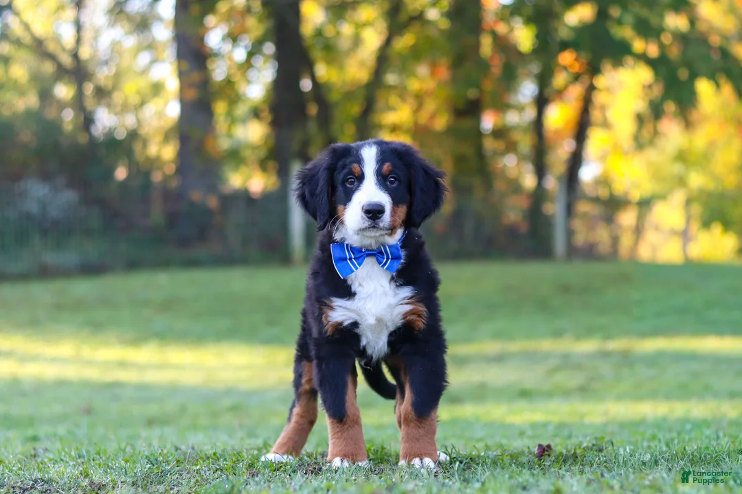 Bernese Mountain Dog dogs for sale: Toby - Ad 1