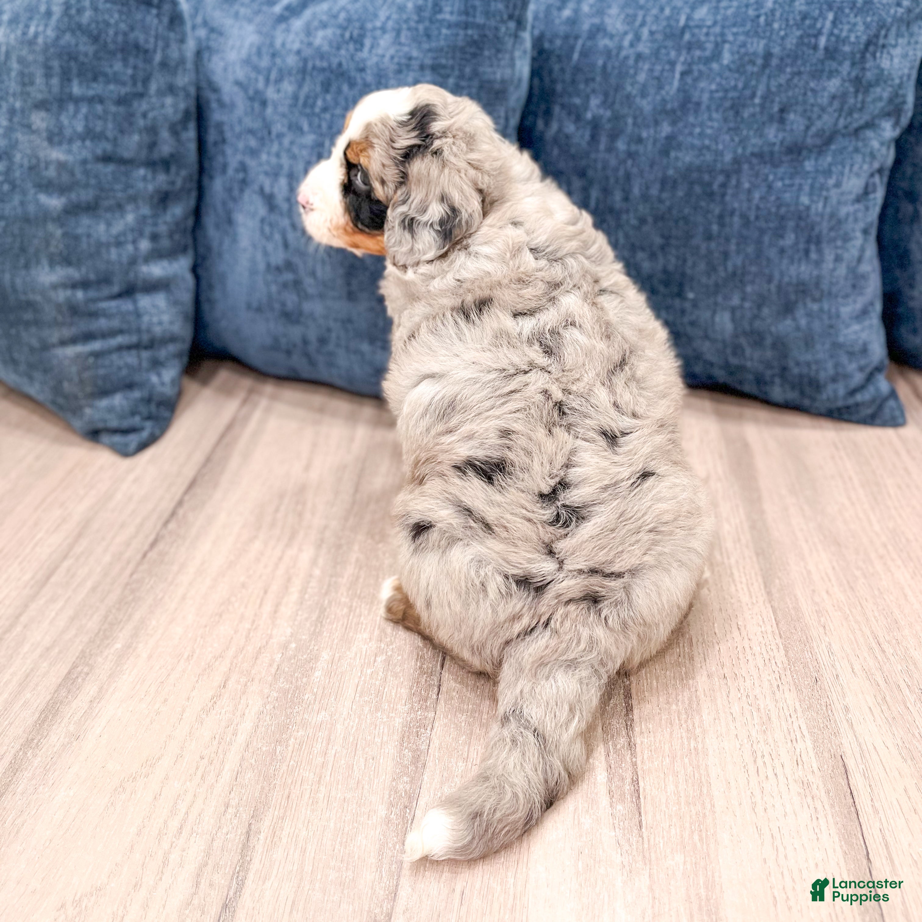 Mini Bernedoodle dogs for sale: Ace - Ad 5
