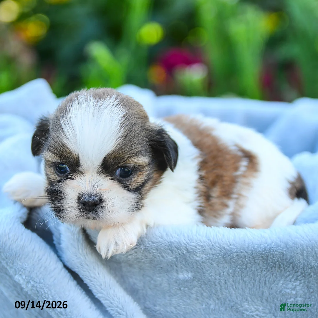 Shih Tzu dogs for sale: Maya - Ad 5